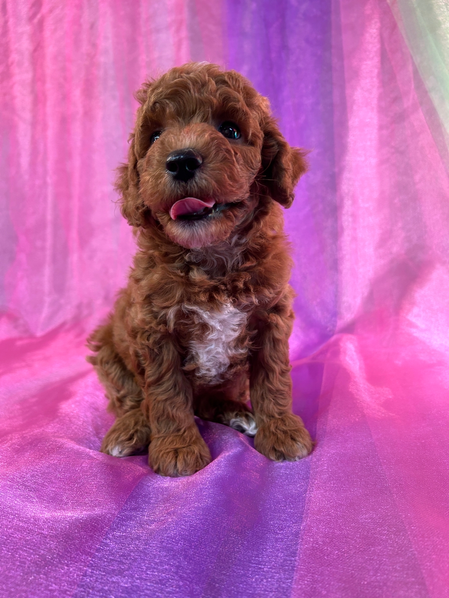 Dark Red Mini Schnoodle with White Markings for Sale DOB 7-31-2025